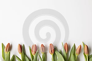 Row of red buds of tulip flowers flat lay on white background with copy pace. Seasonal, easter, spring flowers background. Frame d