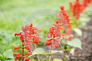 A row of red flowers in a garden