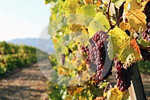 Row of Red Wine Grapes