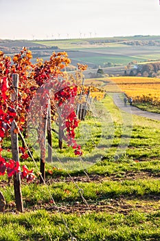 Row of red and yellow leaves on a grapevine