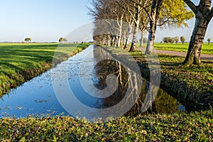 Row of reflected birch trees