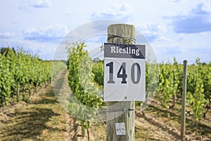 Row of Riesling Grapes in a Vineyard photo