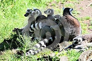 A row of Ring-tailed Lemur monkeys