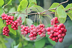 Row of ripe fruits of red schizandra with green leaves