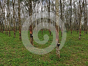 Row of rubber tree with latex rubber in cup & x28;Hevea brasiliensisin, sharinga tree& x29; in rubber tree plantations.