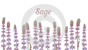 Row of sage or Salvia purple flowers, herb field