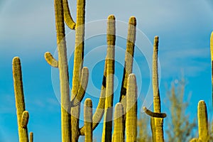 Row of saguaro or mexican cactuses in tuscon arizona sonora desert in sabino national park with blue sky background