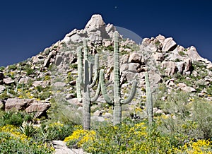 Row of Saguaro under Pinnacle Peak