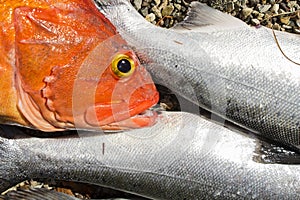 Row of salmon and rockfish on beach