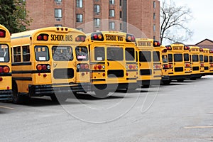 Row of school buses