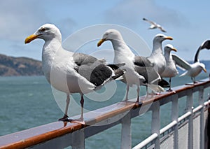 A row of seagulls on a fence railing