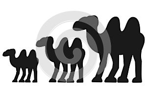 A row series of diminishing size camel silhouettes against a white backdrop