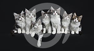 Row of seven black tabby with white Maine Coons cats