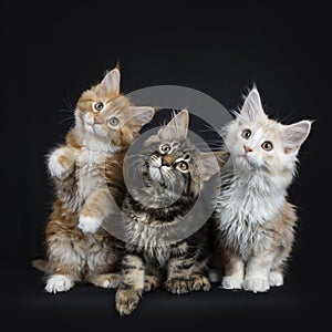 Row of seven maine coon cats on black