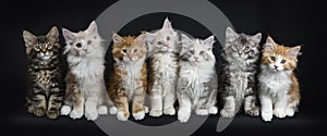 Row of seven maine coon cats on black