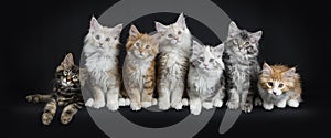 Row of seven maine coon cats on black