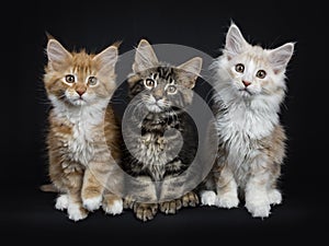 Row of seven maine coon cats on black