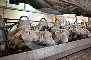 A row of sheep at the milking machine