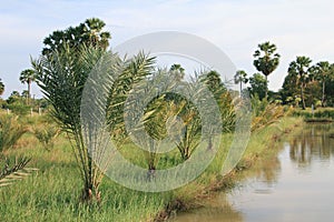 Row of short date palm trees and lush green vegetation by the shallow lake