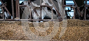 Row of silage in a dairy barn with stanchions. for cattle to eat through.