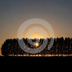 Ascends, highlighting the contrast between the trees and the