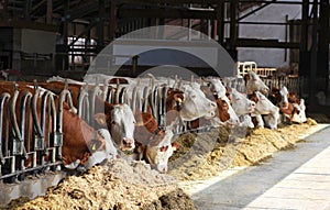 Row of Simmental cows eating