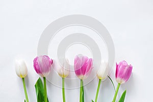 A row of six tulips of white and pink color on a white background with place for text. Abstract background for design.