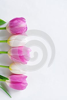 A row of six tulips of white and pink color on a white background with place for text. Abstract background for design.