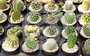 Row of small cactus pots on table