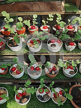 Row of small Radish plant pots on wooden shelf