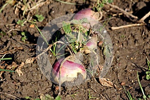 Row of small Rutabaga or Swede root vegetable plants with visible edible roots and small dark green leaves in home garden