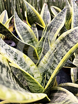 Row of snake plants, which have distinct yellow and green aesthetics