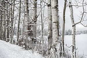 Row of snow covered birch trees