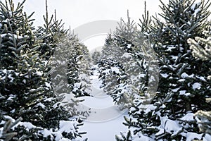 Row of Snow Covered Christmas Trees on Tree Farm
