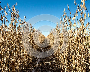 Row of soybeans