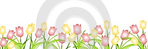 Riadok z jar tulipány 