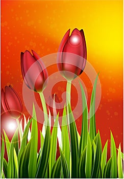 Row of Spring Tulips For you design