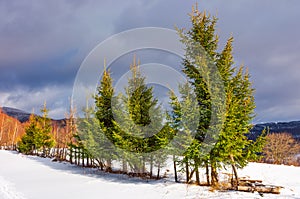 Row of spruce trees on top of a hill in winter