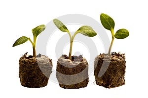 Row of squash seedlings