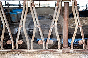 Row of stanchions in a dairy barn made for cattle to eat through and remain seperate.