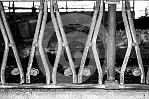 Row of stanchions in a dairy barn made for cattle to eat through and remain seperate.