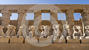 A row of statues of sphinxes- rams on pedestals.