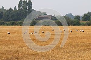 Row of storks in dutch fields, Brummen