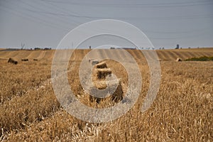 Row of straw bales prepared for collection in the field. Concept agriculture, livestock, food, animals, bales