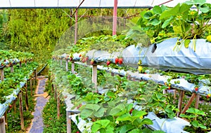 Row of Strawberries at Hydroponic Farm in Cameron highlands, Malaysia.