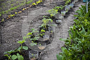 A row of strawberry plants growing in fertile black soil, planting berries at home