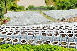 Row of strawberry plat pot at harvest farm