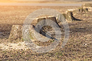 A row of stumps, sawed trees in the park in spring