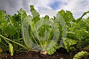 Row of sugar beet