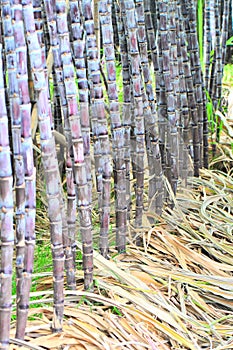 row of sugar cane